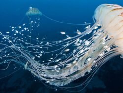 Misteri Ubur-ubur: Hewan yang Terdiri dari 95% Air dan Ada yang Bisa Hidup Abadi