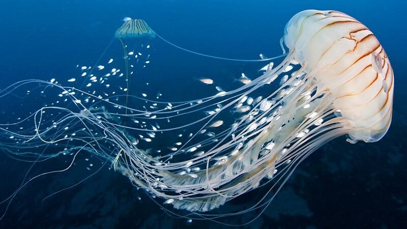 "Tahu nggak? Ubur-ubur tidak punya otak dan ada yang bisa hidup abadi! Simak 5 fakta ajaib ubur-ubur, hewan purba yang lebih tua dari dinosaurus."