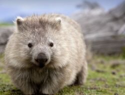 Gemas tapi Tangguh: 5 Fakta Mengejutkan Wombat yang Jarang Orang Tahu