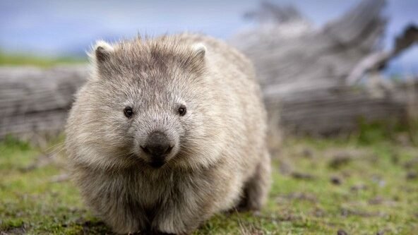 "Tahu nggak? Wombat punya kotoran berbentuk kubus dan bokong sekeras besi! Simak 5 fakta unik wombat, hewan marsupial Australia yang menggemaskan tapi tangguh."