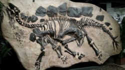 Ilustrasi - Tim peneliti temukan fosil dinosaurus raksasa Mansourasaurus di Mesir. Penemuan ini mengungkap jalur migrasi purba antara Afrika dan Eropa. (Dok. Ist)