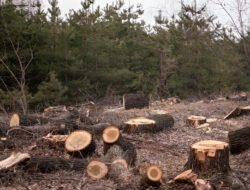 Kemenhut Gandeng Pertamina, Fokus Rehabilitasi Hutan dan Cegah Bencana