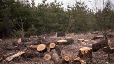 Ilustrasi - Kemenhut menggandeng Yayasan Pertamina untuk rehabilitasi hutan dan cegah bencana. Wamenhut Rohmat Marzuki tekan pentingnya langkah preventif. (Dok. Ist)