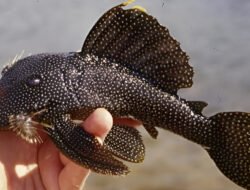 Banyak Ikan Sapu-Sapu Tanda Sungai Tercemar Berat