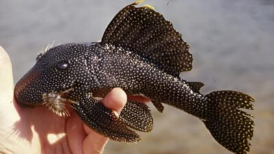 Banyak Ikan Sapu-Sapu Tanda Sungai Tercemar Berat