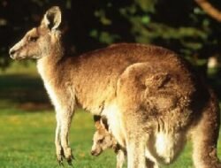 Ikon Australia yang Jago Tinju: 5 Fakta Unik Kanguru yang Jarang Diketahui