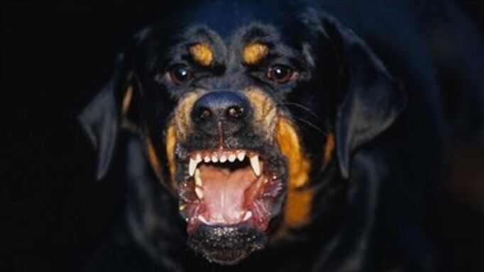 Ilustrasi hewan peliharaan. KUHP terbaru mengatur sanksi pidana hingga 6 bulan penjara bagi pemilik yang lalai menjaga hewannya sehingga membahayakan orang lain.