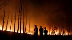 Ilustrasi - Polisi memburu pemilik lahan sawit 5 hektare yang terbakar di Sungai Raya. Petugas temukan sawit muda di lokasi, diduga sengaja dibakar. (Dok. Ist)