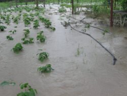 Ribuan Cabai Terendam Banjir di Paloh, Petani Terancam Rugi