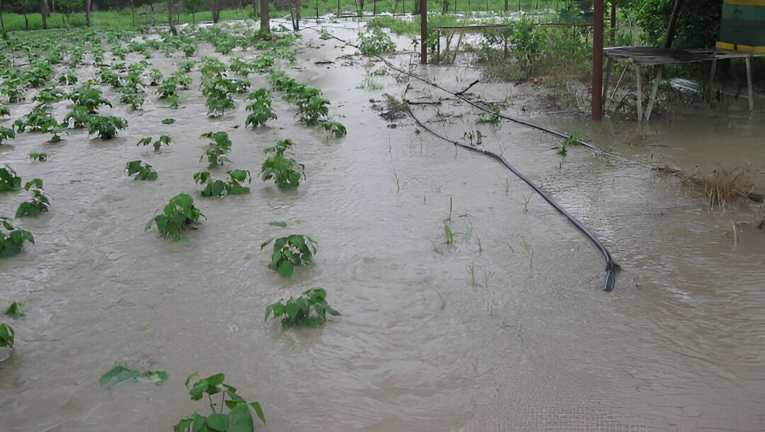 Ilustrasi - Curah hujan tinggi picu banjir di Paloh, Sambas. 150 ribu tanaman cabai di Temajuk terendam. (Dok. Ist)