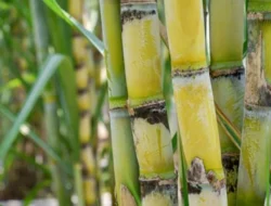 Jangan Cuma Tahu Manisnya, Ini Manfaat Ajaib Tebu Selain Jadi Gula