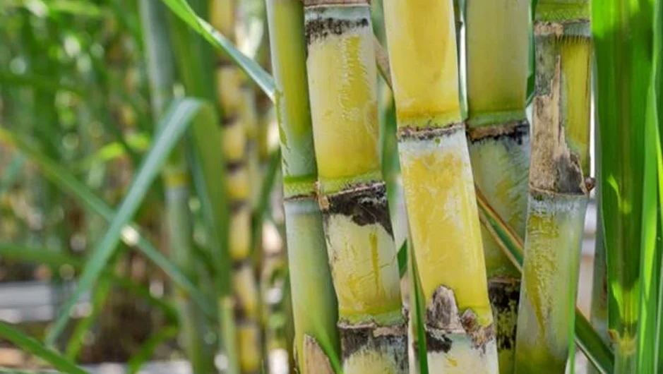 "Sering minum es tebu di Pontianak? Ternyata tebu bukan cuma gula. Simak manfaat air tebu untuk skincare alami, ginjal, hingga inovasi ampas tebu ramah lingkungan."