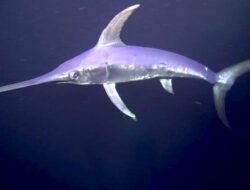 Waspada! 5 Jenis Ikan yang “Haram” Masuk Piring Ibu Hamil, Bisa Bahayakan Otak Janin