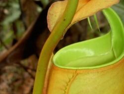 Eksotis dan Langka: 4 Jenis Kantong Semar yang Tumbuh di Tanah Pontianak