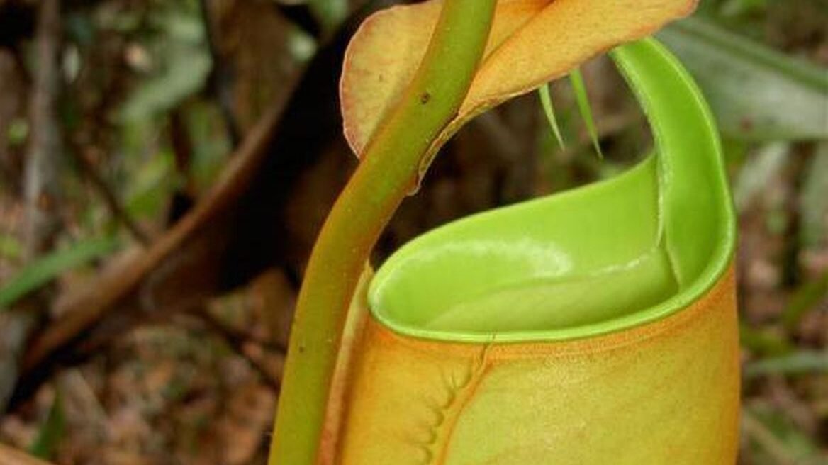 "Pontianak dan sekitarnya adalah surga bagi tanaman karnivora. Kenali jenis kantong semar (Nepenthes) eksotis mulai dari si bulat Ampullaria hingga si bertaring Bicalcarata."