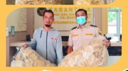 Petugas Karantina Kalbar Satpel PLBN Jagoi Babang memperlihatkan barang bukti 13,7 kg gelembung ikan ilegal yang digagalkan ekspornya ke Malaysia. (Dok. HO/Faktakalbar.id)