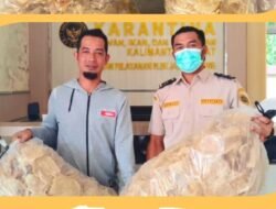 Tanpa Dokumen, 13,7 Kg Gelembung Ikan Ditolak Masuk Malaysia di Jagoi Babang