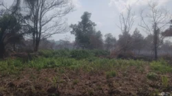 "Petugas temukan botol bensin di lokasi Karhutla Paris 2 Pontianak. DPRD desak polisi kejar pelaku pembakaran yang diduga sengaja dilakukan untuk buka lahan."