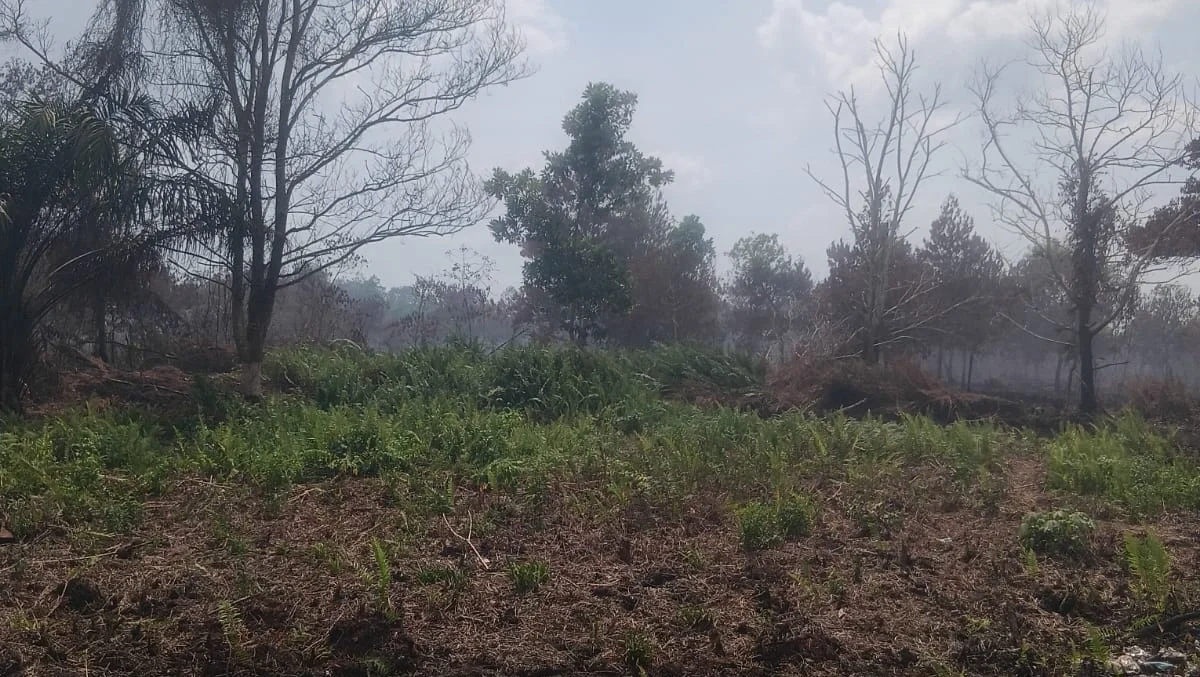 "Petugas temukan botol bensin di lokasi Karhutla Paris 2 Pontianak. DPRD desak polisi kejar pelaku pembakaran yang diduga sengaja dilakukan untuk buka lahan."