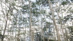 Kebun Sengon. (Dok. Ist)