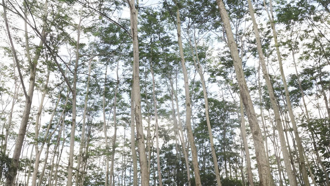 Kebun Sengon. (Dok. Ist)