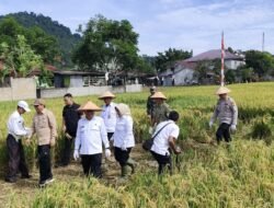 Indonesia Resmi Swasembada Pangan, Forkopimda Kalbar Ikuti Panen Raya Serentak di Mempawah