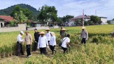 Jajaran Forkopimda Kalimantan Barat saat mengikuti kegiatan Panen Raya serentak di Kecamatan Anjongan, Kabupaten Mempawah, dalam rangka merayakan capaian swasembada pangan nasional, Rabu (7/1).
