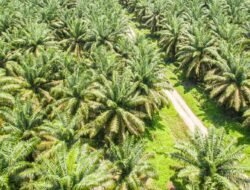 Kemenhut Ungkap 3,32 Juta Hektare Hutan RI Disulap Jadi Kebun Sawit Ilegal