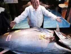 Pecahkan Rekor, Raja Tuna Beli Tuna Sirip Biru Raksasa Seharga Rp54 Miliar di Tokyo
