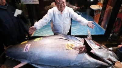 Kiyoshi Kimura atau dikenal sebagai 'Raja Tuna' saat menunjukkan ikan tuna sirip biru seberat 243 kg yang berhasil dibelinya dengan harga rekor Rp54 miliar, Senin (5/1).