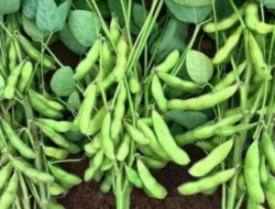 Euforia Swasembada Beras 2025, Pemerintah “Ditodong” Realita Impor Daging dan Kedelai yang Masih Tinggi