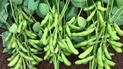 "Di tengah euforia swasembada beras 2025, pemerintah diingatkan akan PR besar ketergantungan impor kedelai dan daging. Stok beras rekor juga memicu kekhawatiran soal manajemen kualitas."