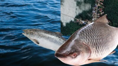 Ilustrasi ikan air tawar dan kondisi sungai di wilayah Desa Rangkung yang rawan menjadi sasaran praktik menuba ikan saat musim kemarau. (Dok. ILustrasi/Faktakalbar.id)