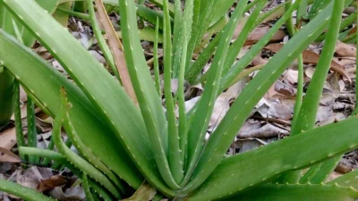 "Ingin kulit kencang tanpa perawatan mahal? Simak 8 makanan sumber kolagen terbaik mulai dari kaldu tulang hingga buah beri yang ampuh cegah penuaan dini."