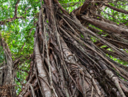 Kayu Ajaib dari Borneo: 5 Manfaat Akar Bajakah dan Fakta Medis di Baliknya