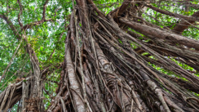 "Sempat viral sebagai obat kanker, benarkah akar bajakah seampuh itu? Simak ulasan lengkap manfaat, kandungan antioksidan, dan cara konsumsi kayu bertuah dari hutan Kalimantan ini."
