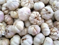 Bau tapi Ampuh! 7 Manfaat Bawang Putih Mentah, “Antibiotik” Alami Penurun Kolesterol