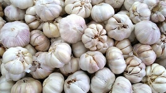 "Meski aromanya menyengat, manfaat bawang putih tak tertandingi. Ampuh turunkan kolesterol, darah tinggi, hingga detoks alami. Simak cara konsumsinya yang benar!"