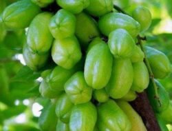 Si Asam yang Ajaib: 6 Manfaat Belimbing Wuluh yang Jarang Diketahui Orang