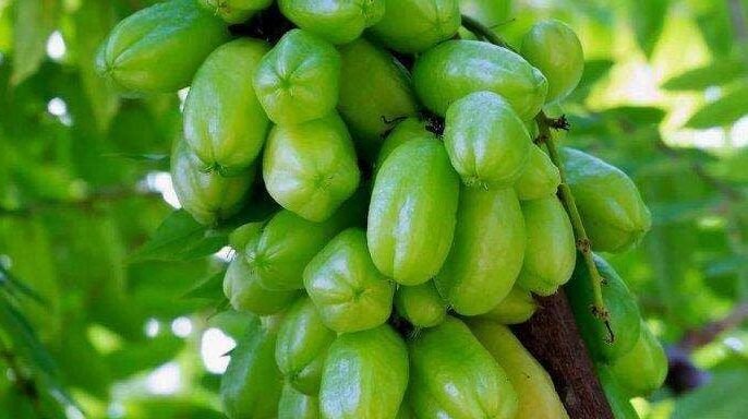 "Jangan cuma jadi bumbu masak! Simak 6 manfaat belimbing wuluh yang ampuh atasi darah tinggi, batuk, hingga jerawat membandel. Solusi herbal murah meriah."