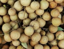 Si Manis Pereda Stres: 5 Manfaat Ajaib Buah Kelengkeng yang Jarang Diketahui