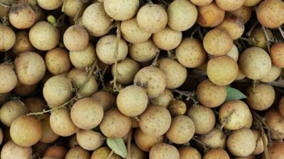 Si Manis Pereda Stres: 5 Manfaat Ajaib Buah Kelengkeng yang Jarang Diketahui