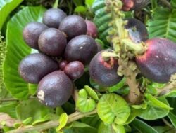 Rasa Unik Tiga Buah dalam Satu Gigitan: Ini 7 Manfaat Buah Matoa untuk Kesehatan dan Kecantikan