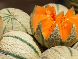 Bukan Cuma Segar, Ini 5 Khasiat Ajaib Buah Melon yang Jarang Diketahui