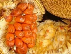 Buah Langka Mirip Nangka: 5 Manfaat Buah Mentawak yang Jarang Orang Tahu