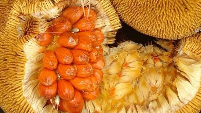 "Pernah dengar buah Mentawak? Buah hutan eksotis khas Kalimantan ini mulai sulit ditemukan. Simak rasa unik dan manfaat kesehatannya di sini."