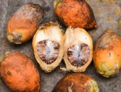 Bukan Sekadar Tradisi: 7 Manfaat Buah Pinang untuk Kesehatan dan Stamina