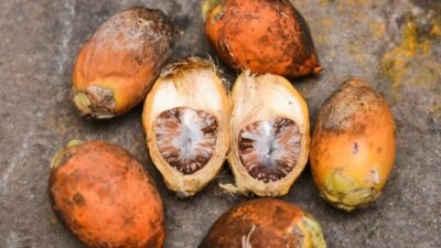 "Temukan ragam khasiat buah pinang (Areca catechu) mulai dari menguatkan gigi, meningkatkan stamina pria, hingga kesehatan kulit. Simak fakta medisnya di sini."