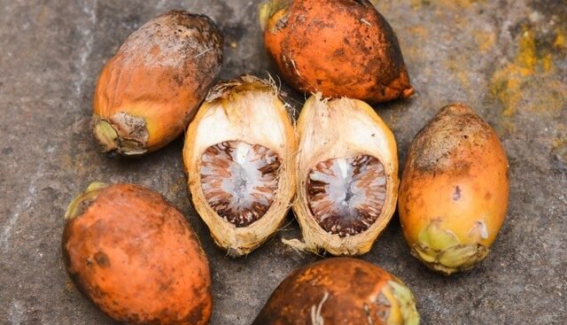"Temukan ragam khasiat buah pinang (Areca catechu) mulai dari menguatkan gigi, meningkatkan stamina pria, hingga kesehatan kulit. Simak fakta medisnya di sini."