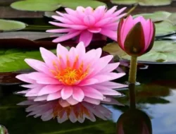 Cantik dan Menyehatkan: 4 Manfaat Tersembunyi Bunga Teratai bagi Tubuh